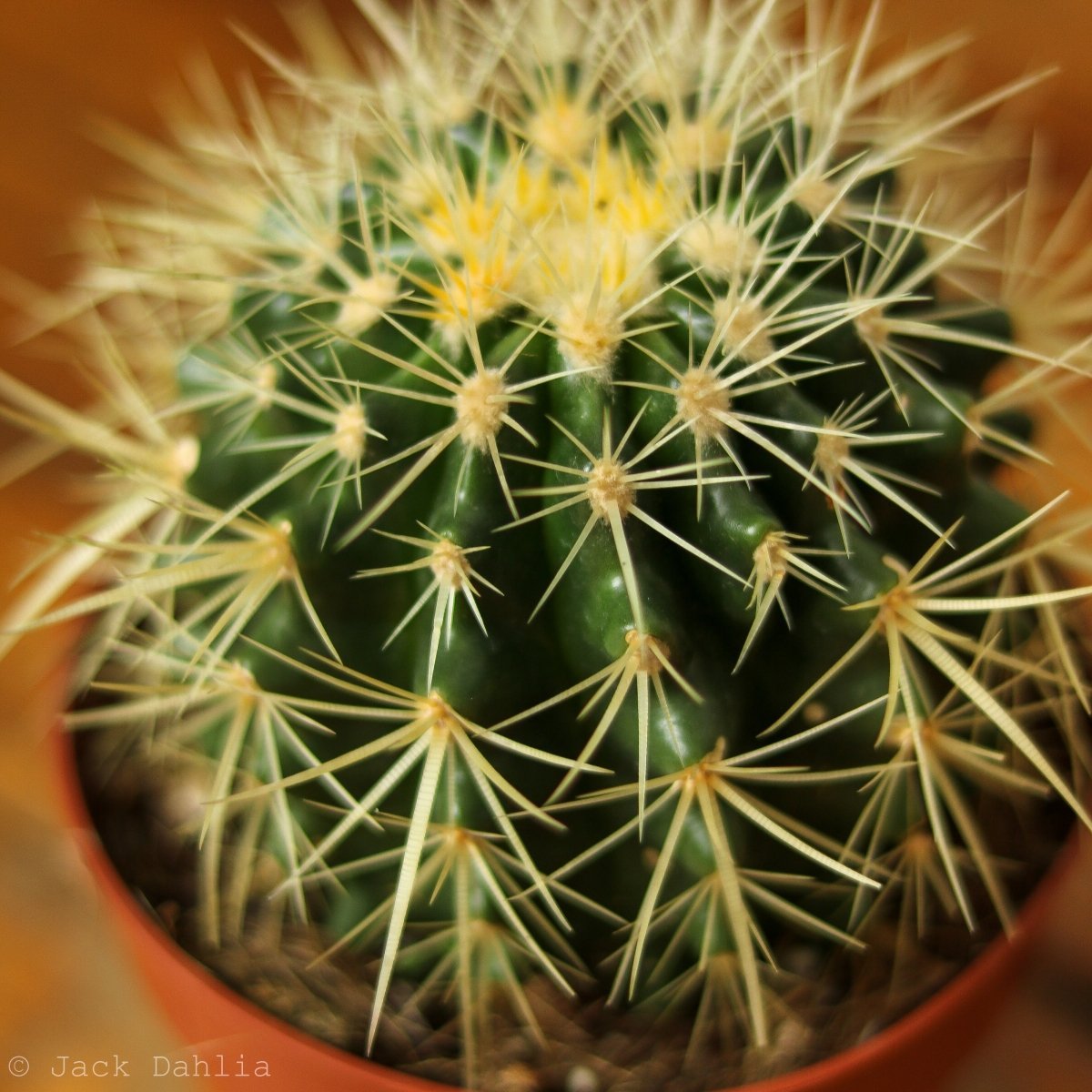  Echinocactus Grusonii ‘Golden Barrel Cactus’ - 4 Inch