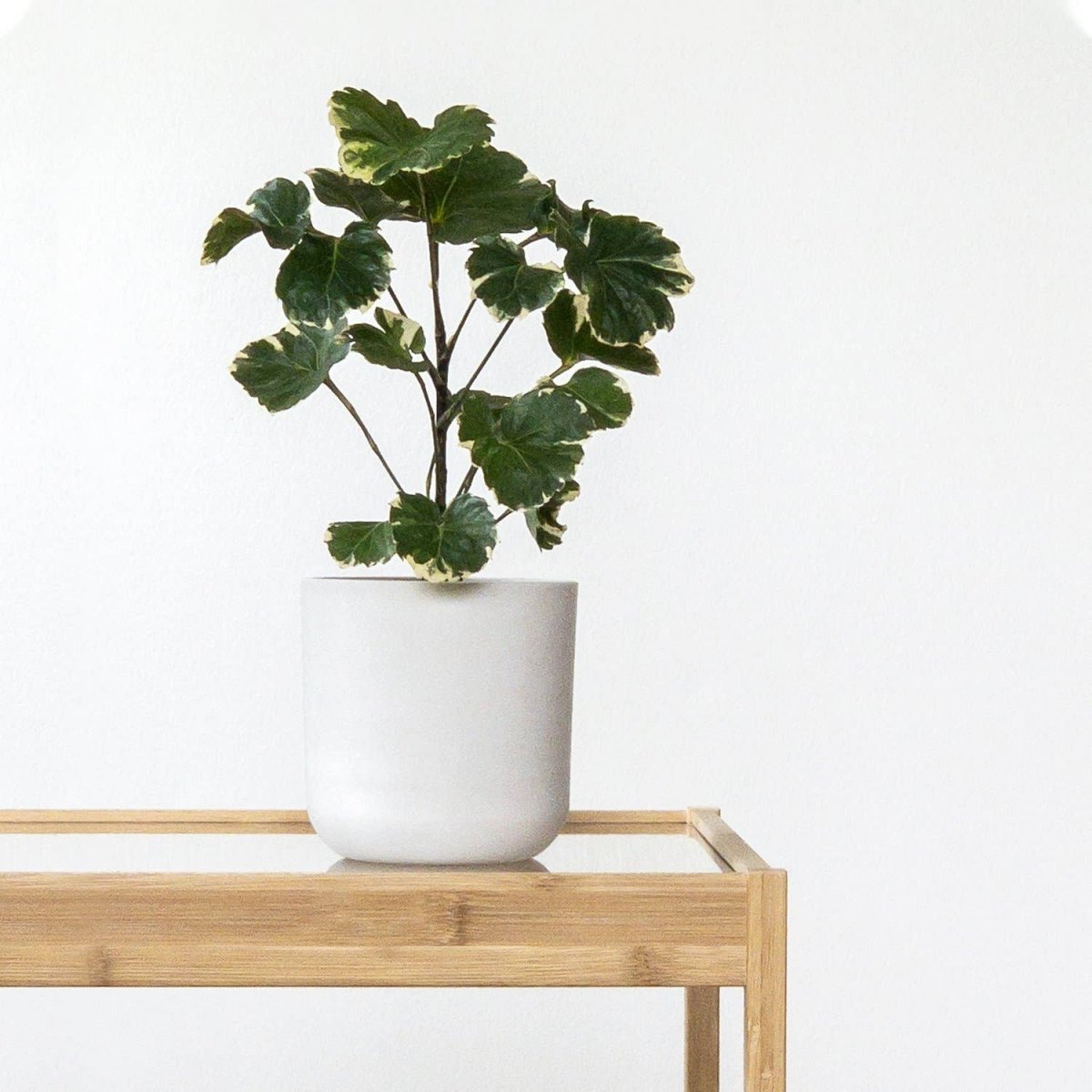  Eco-Friendly White Stone Planter Pot 4.75 Inch