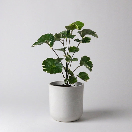  Eco-Friendly White Stone Planter Pot 4.75 Inch