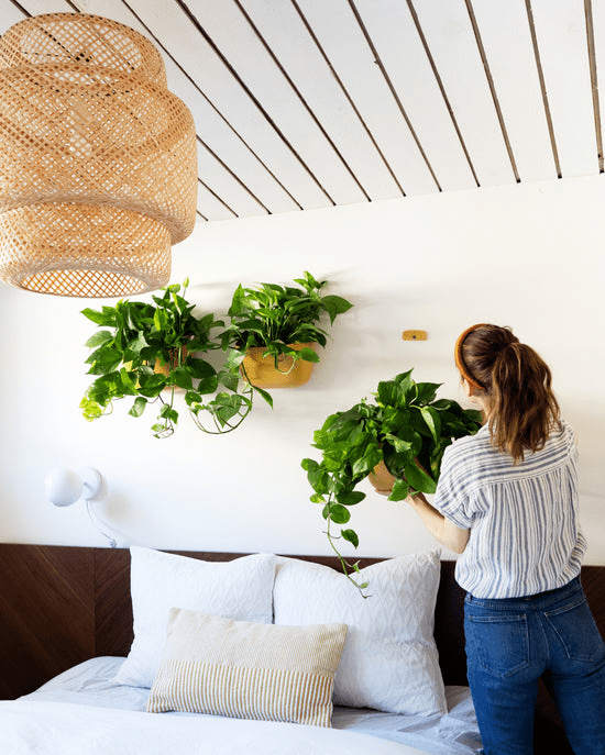  Eco Wall Planter By WallyGrow – Easy Vertical Garden For Indoors (Mustard)