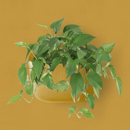  Eco Wall Planter By WallyGrow – Easy Vertical Garden For Indoors (Mustard)
