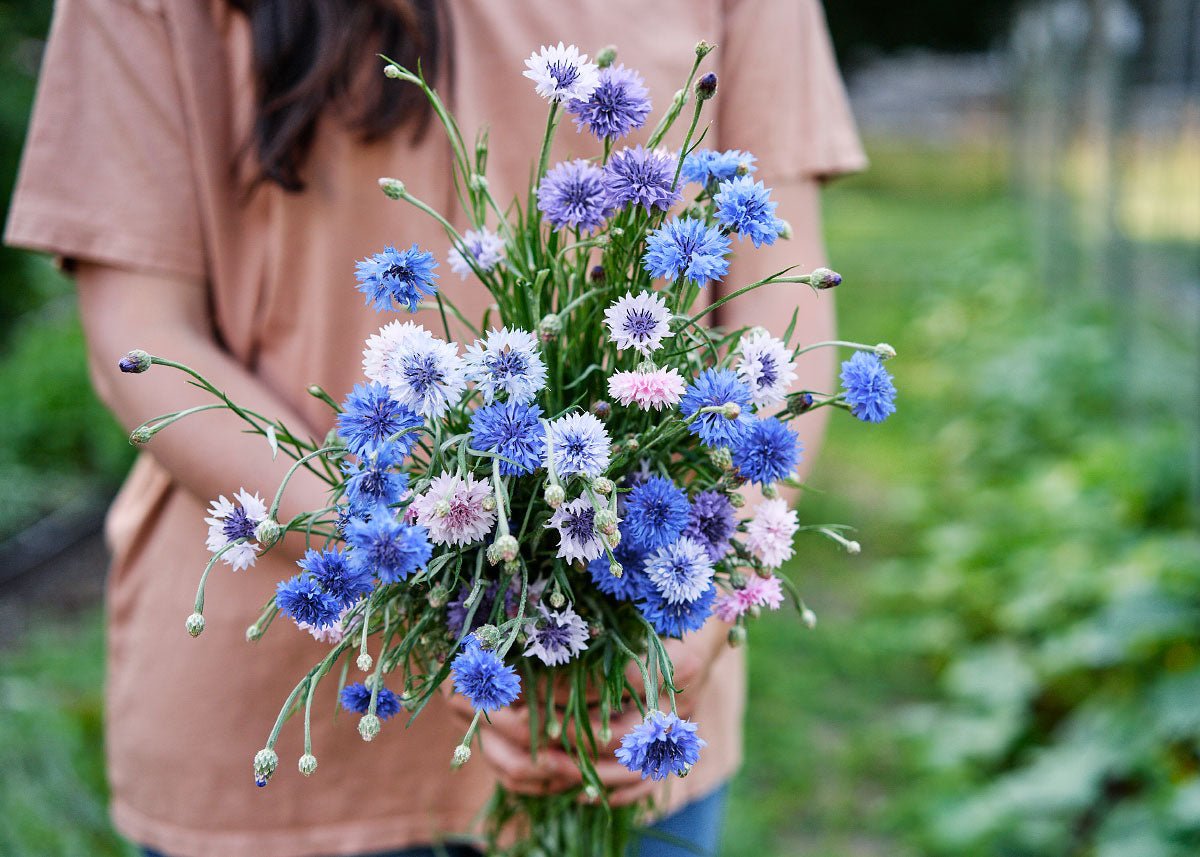  Edible Petals - Seed Collection