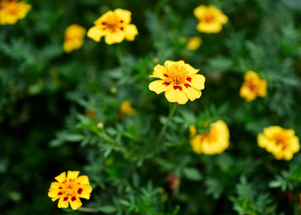  Edible Petals - Seed Collection