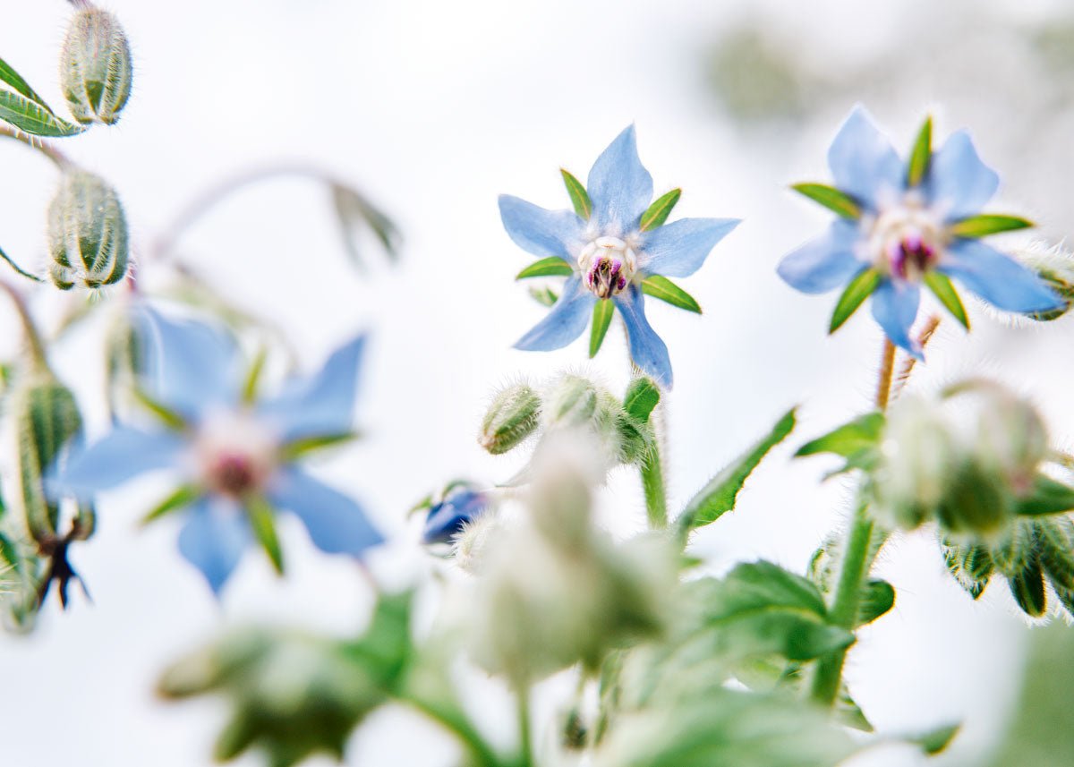  Edible Petals - Seed Collection