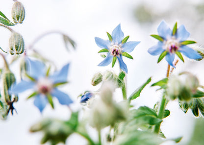  Edible Petals - Seed Collection