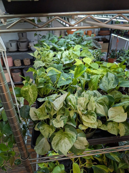  Ed's Plant Shop E-Gift Card