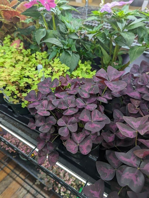  Ed's Plant Shop E-Gift Card