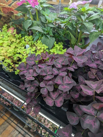  Ed's Plant Shop E-Gift Card