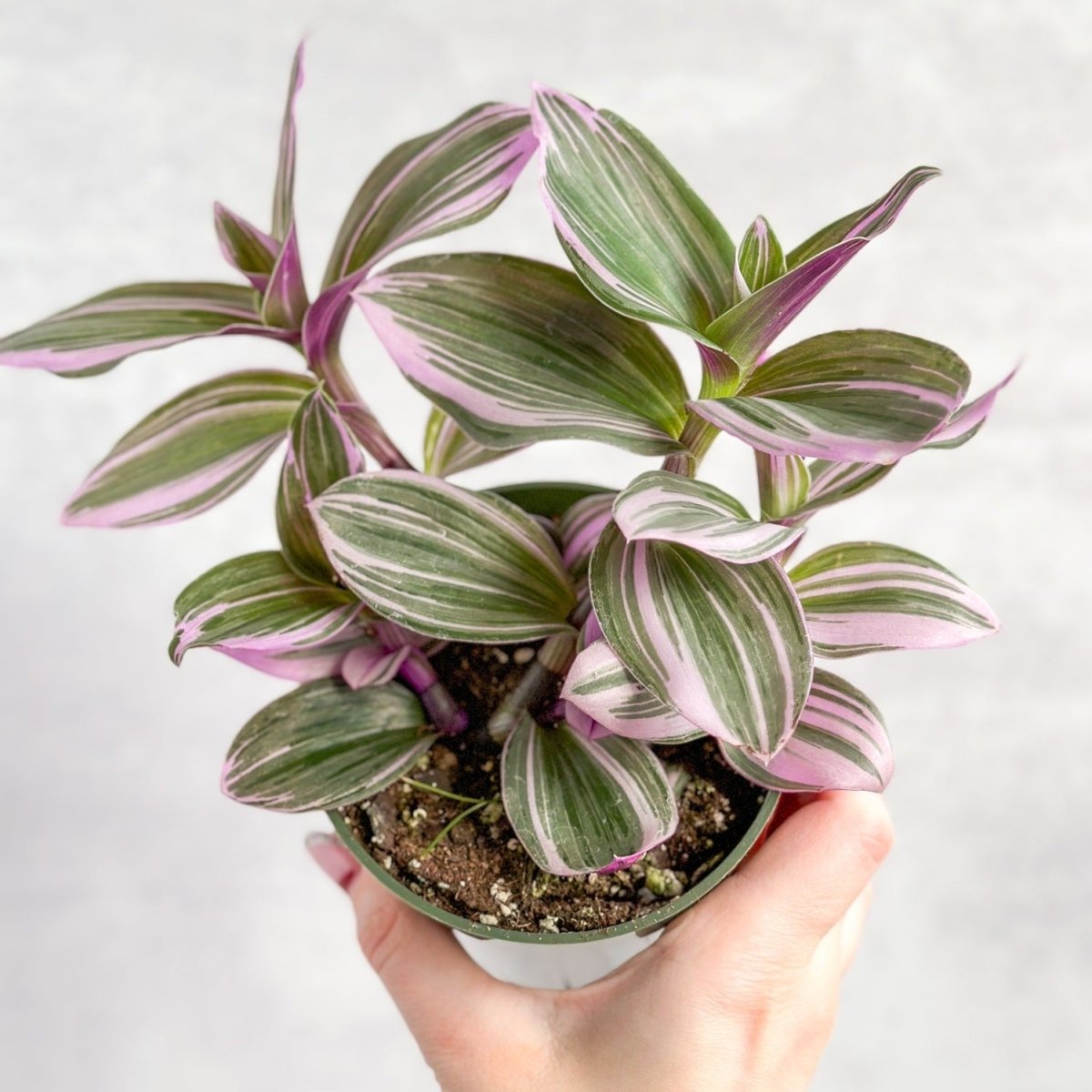  Ed's Plant Shop E-Gift Card