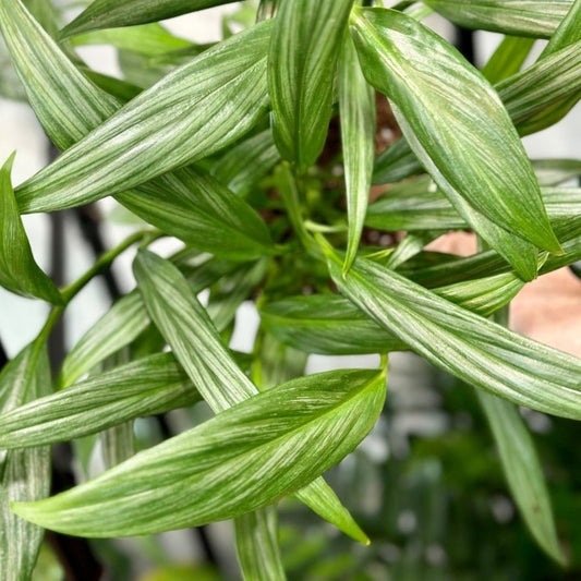  Epipremnum Amplissimum - Silver Streak Pothos - 6 Inch