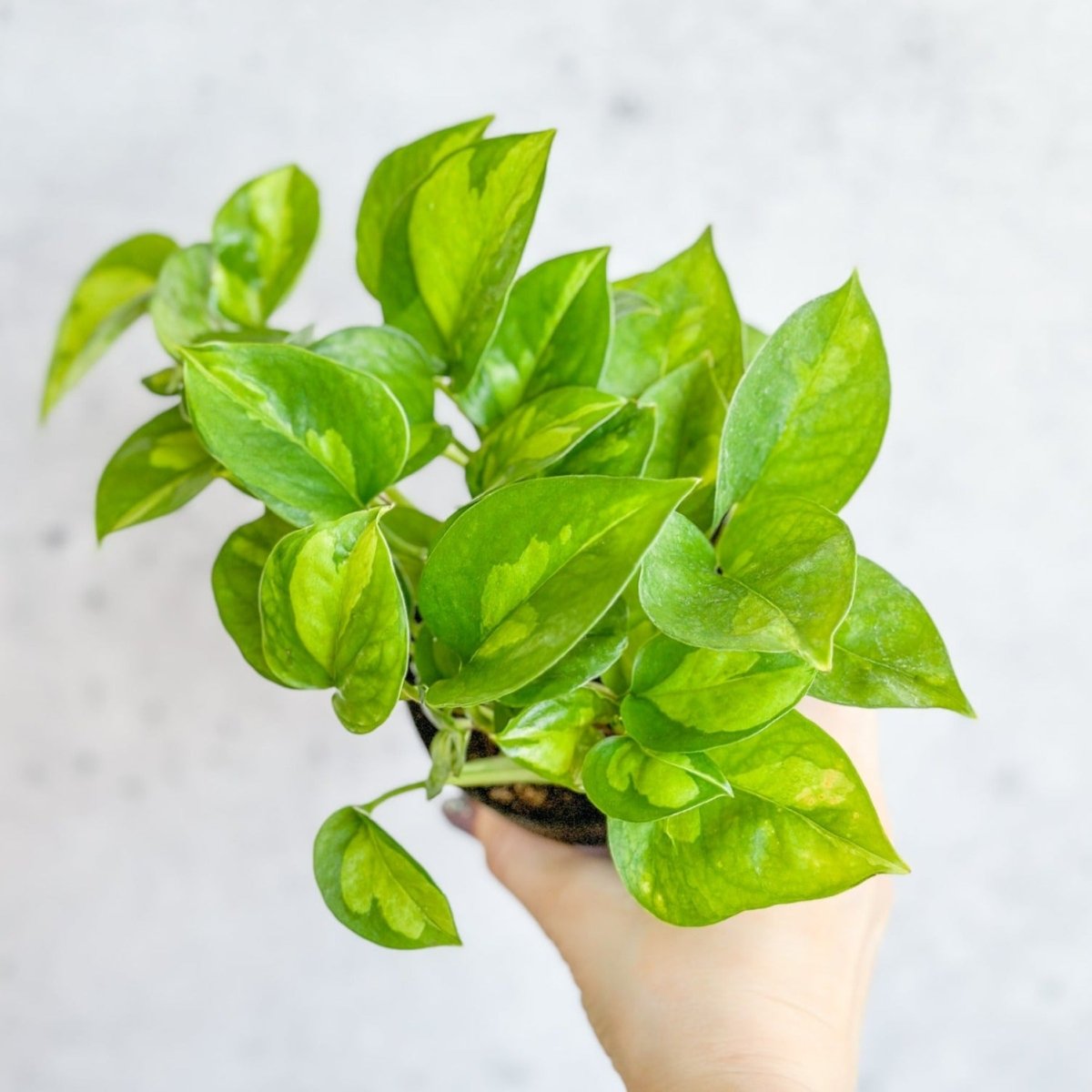  Epipremnum Aureum ‘Global Green’ - Global Green Pothos