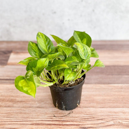  Epipremnum Aureum ‘Global Green’ - Global Green Pothos