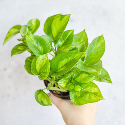  Epipremnum Aureum ‘Global Green’ - Global Green Pothos