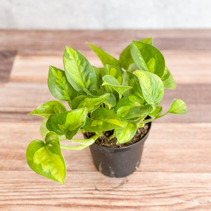  Epipremnum Aureum ‘Global Green’ - Global Green Pothos