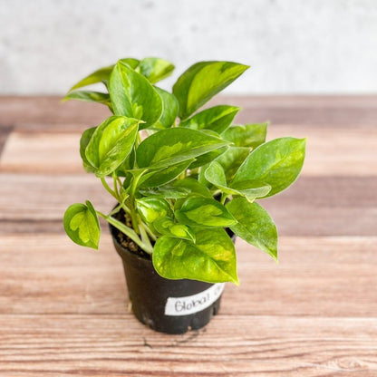 Epipremnum Aureum ‘Global Green’ - Global Green Pothos