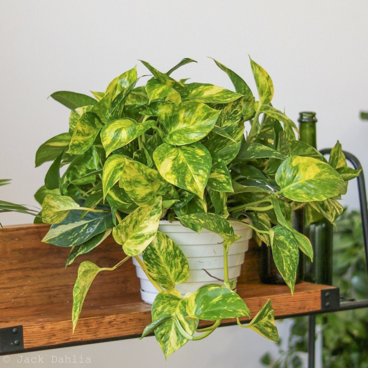  Epipremnum Aureum 'Golden Pothos' Hanging Basket