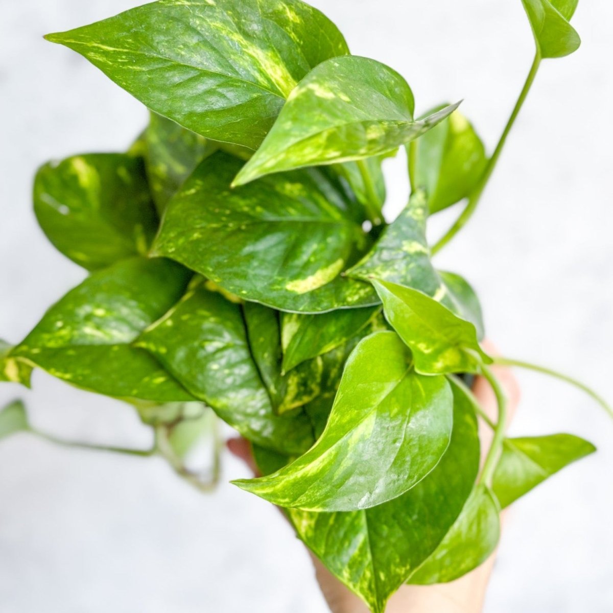  Epipremnum Aureum 'Golden Pothos'