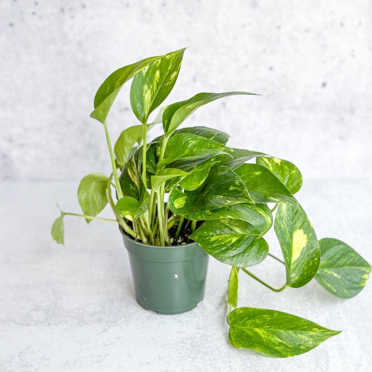 Epipremnum Aureum 'Golden Pothos'