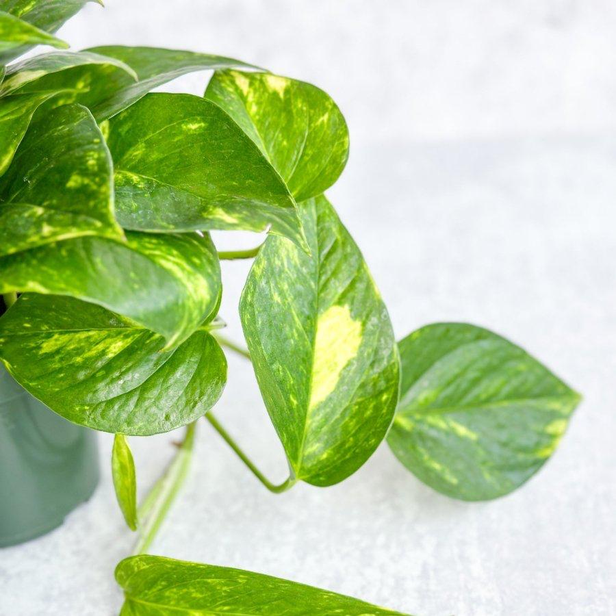  Epipremnum Aureum 'Golden Pothos'