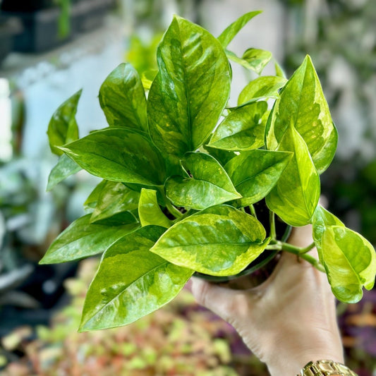  Epipremnum Aureum 'Lizard Queen'