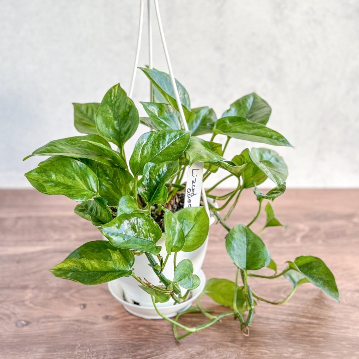  Epipremnum Aureum 'Lizard Queen' - Lizard Queen Pothos Hanging Basket