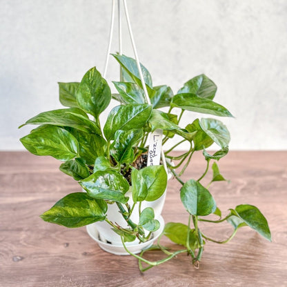  Epipremnum Aureum 'Lizard Queen' - Lizard Queen Pothos Hanging Basket