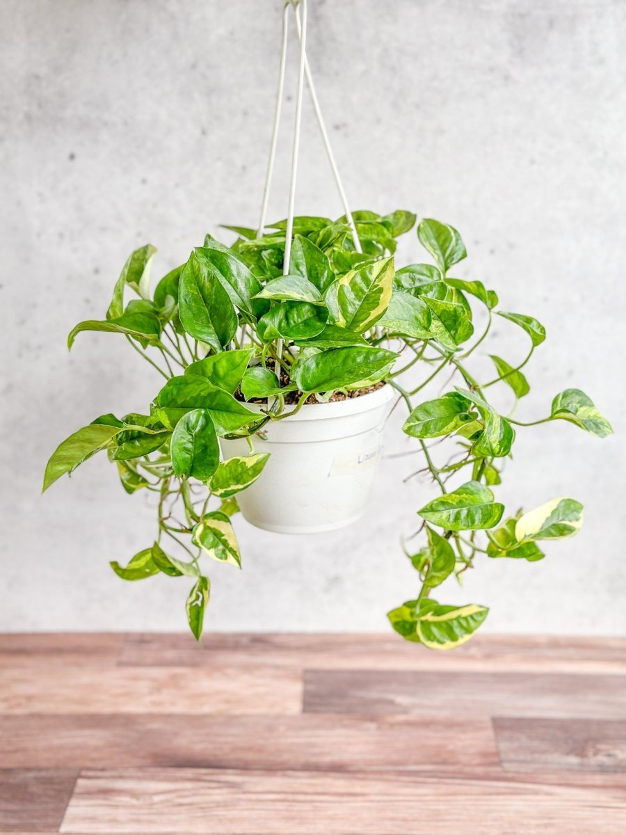  Epipremnum Aureum 'Lizard Queen' - Lizard Queen Pothos Hanging Basket