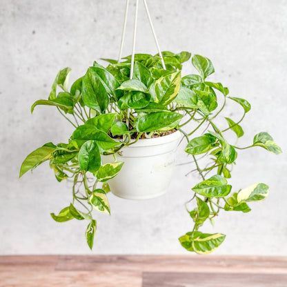  Epipremnum Aureum 'Lizard Queen' - Lizard Queen Pothos Hanging Basket