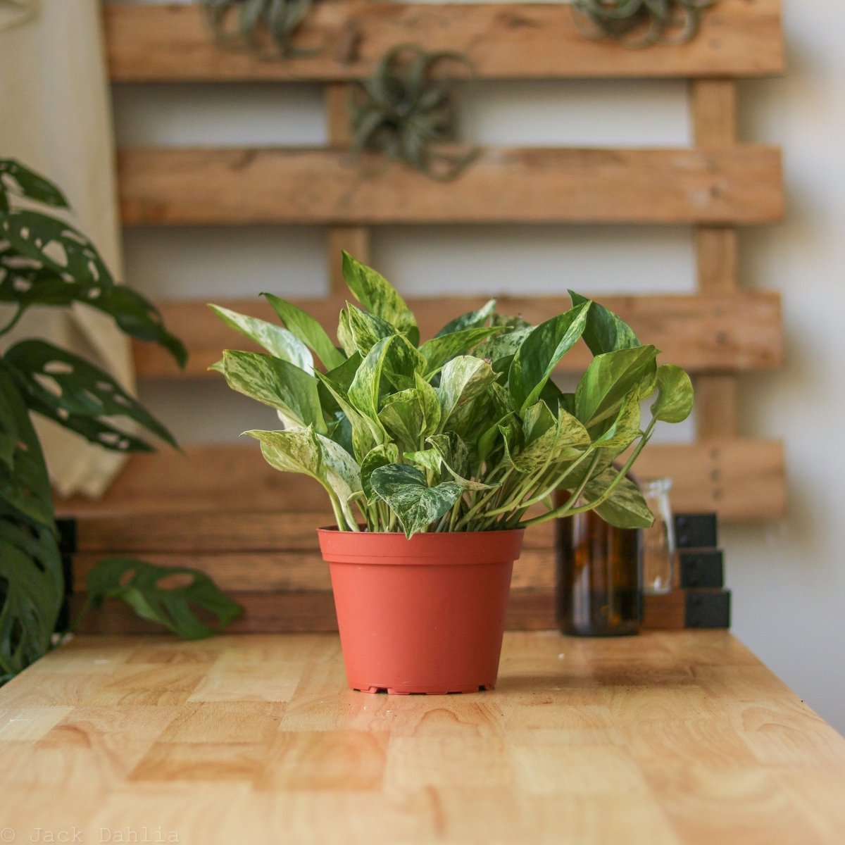  Epipremnum Aureum 'Marble Queen' Pothos