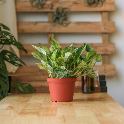  Epipremnum Aureum 'Marble Queen' Pothos