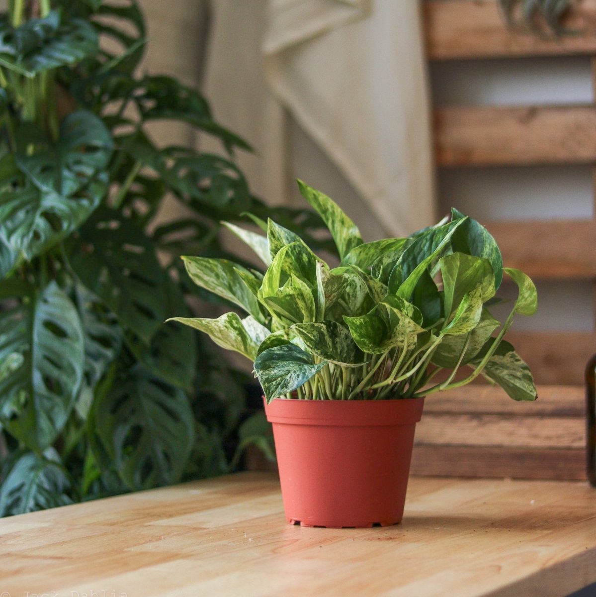 Epipremnum Aureum 'Marble Queen' Pothos