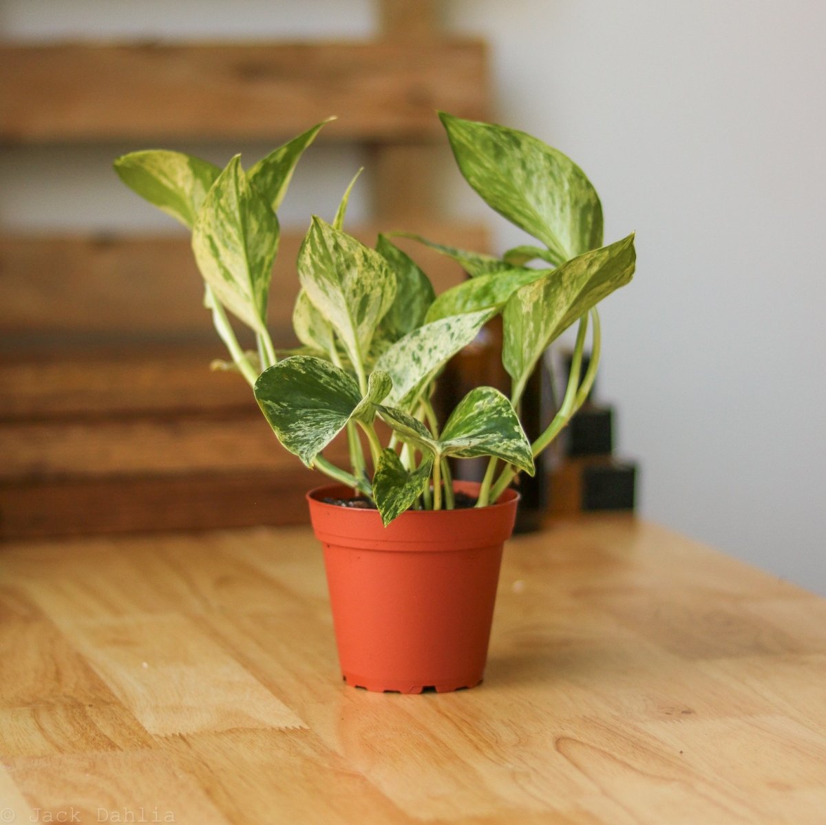  Epipremnum Aureum 'Marble Queen' Pothos