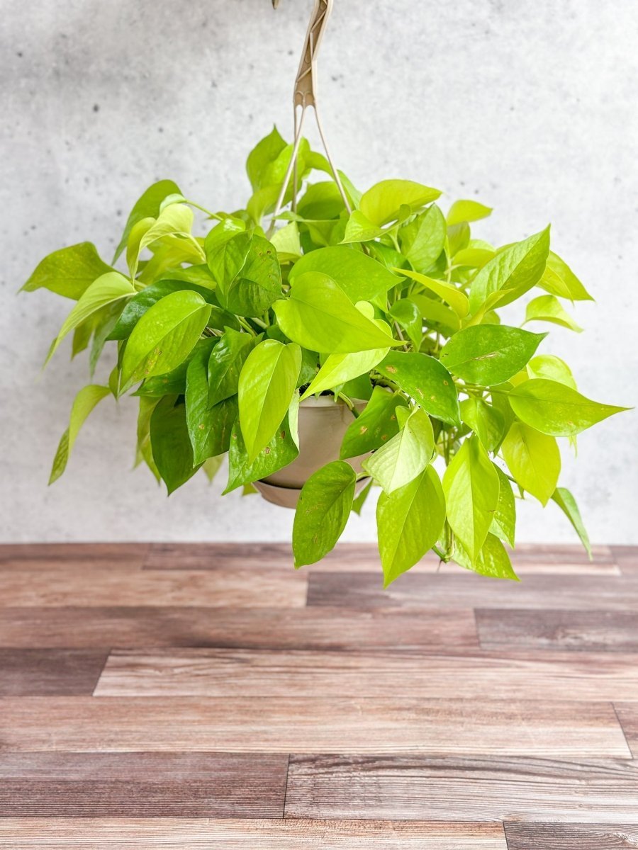  Epipremnum Aureum 'Neon' Pothos - Hanging Basket