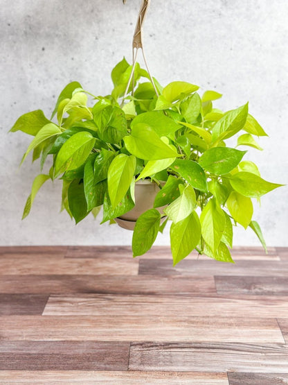  Epipremnum Aureum 'Neon' Pothos - Hanging Basket