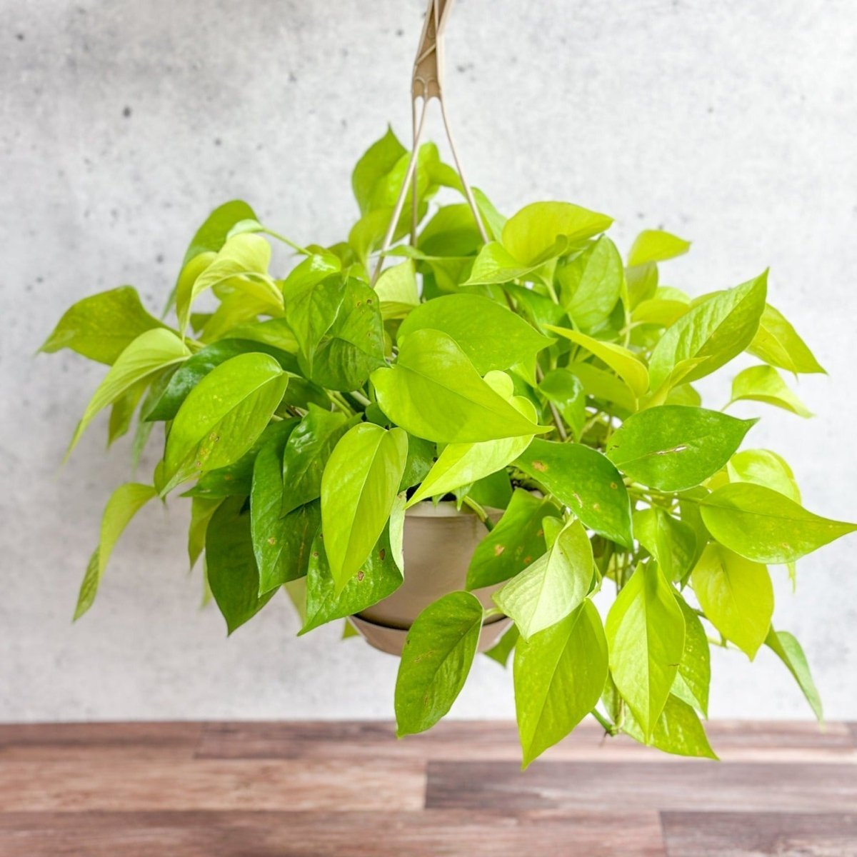  Epipremnum Aureum 'Neon' Pothos - Hanging Basket