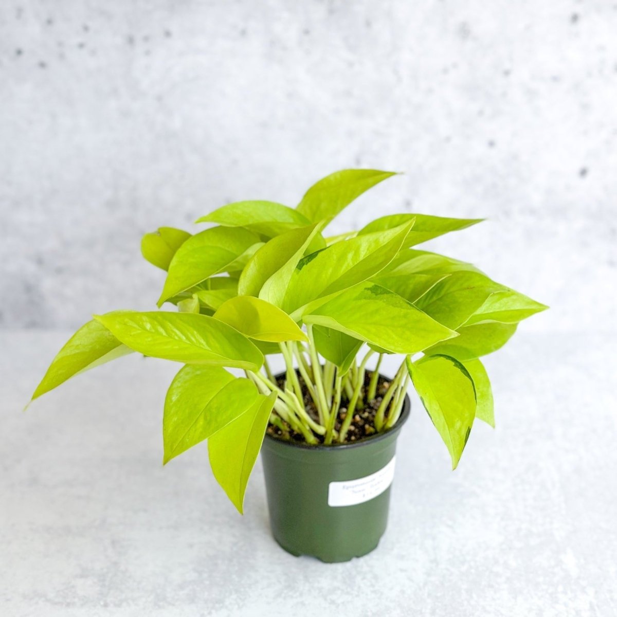  Epipremnum Aureum 'Neon' Pothos