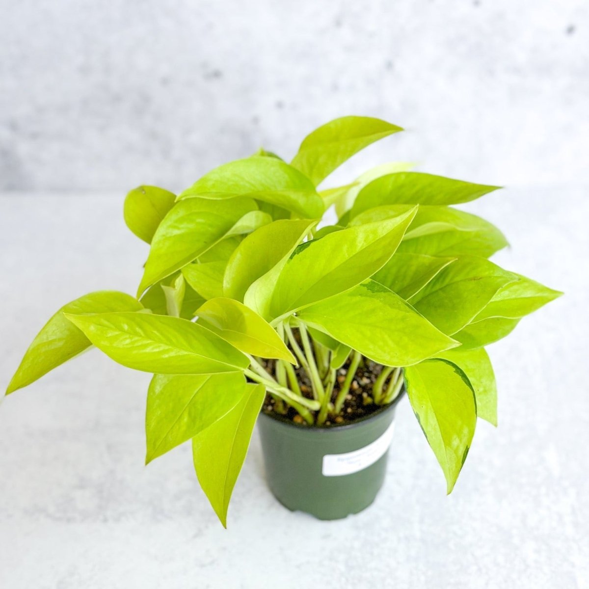  Epipremnum Aureum 'Neon' Pothos