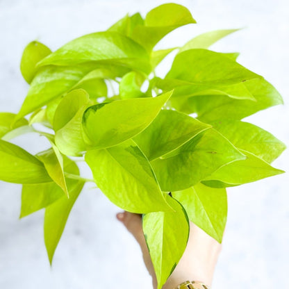  Epipremnum Aureum 'Neon' Pothos
