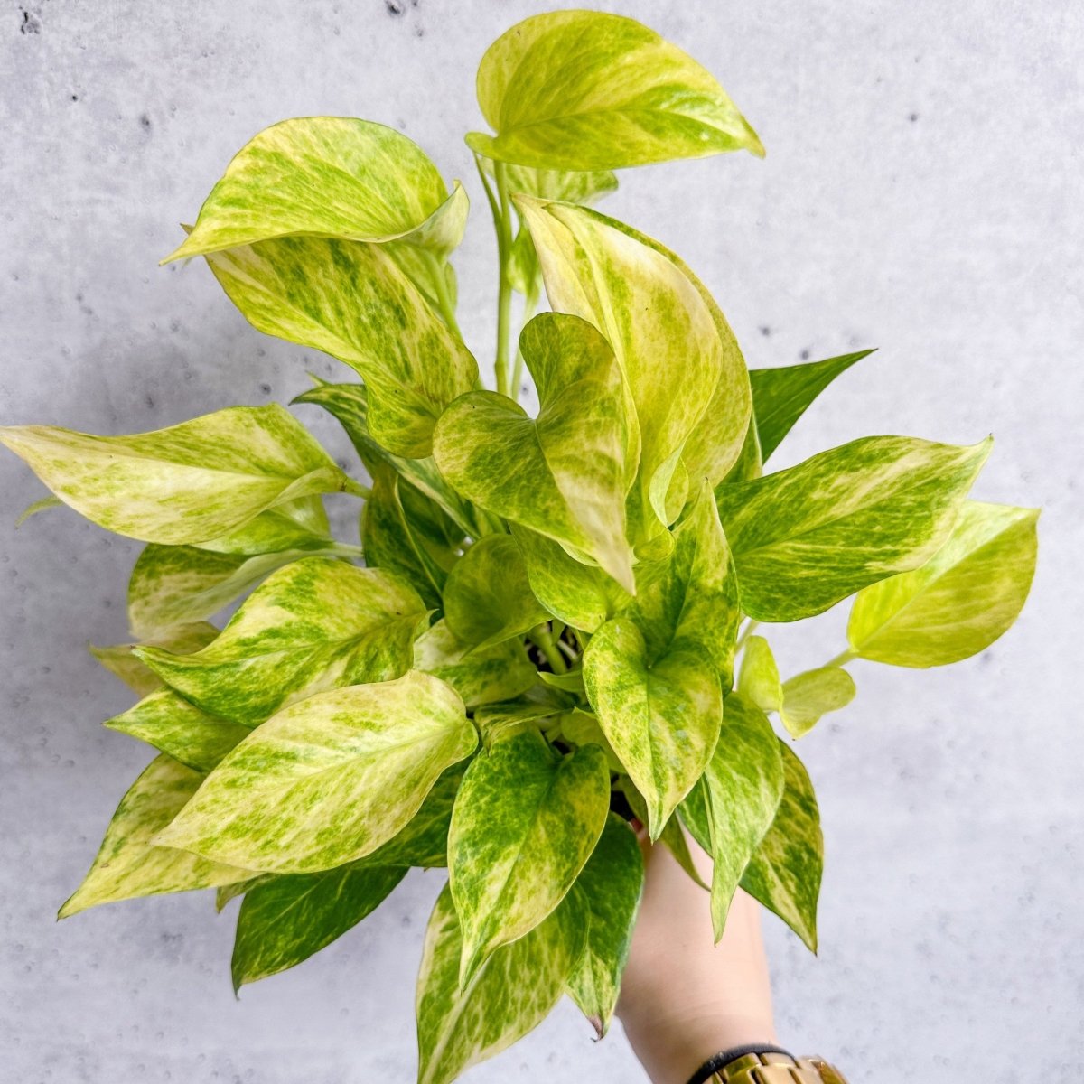  Epipremnum Aureum 'Neon Queen' Pothos