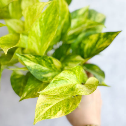  Epipremnum Aureum 'Neon Queen' Pothos