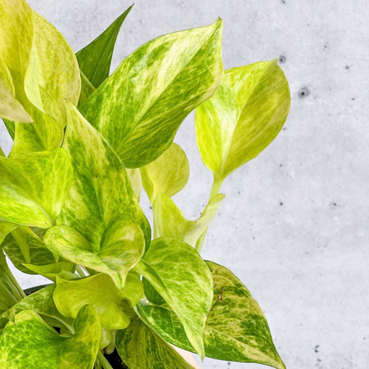  Epipremnum Aureum 'Neon Queen' Pothos