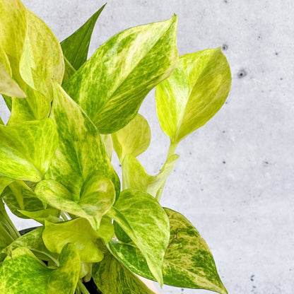  Epipremnum Aureum 'Neon Queen' Pothos