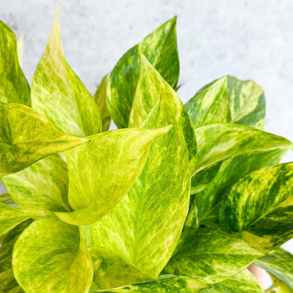  Epipremnum Aureum 'Neon Queen' Pothos