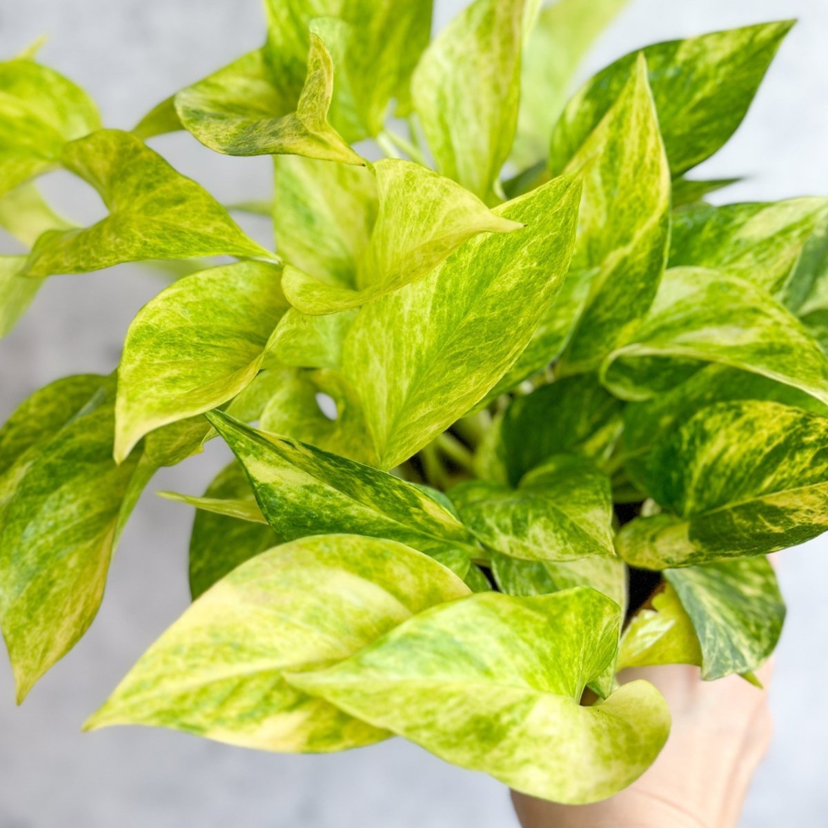  Epipremnum Aureum 'Neon Queen' Pothos