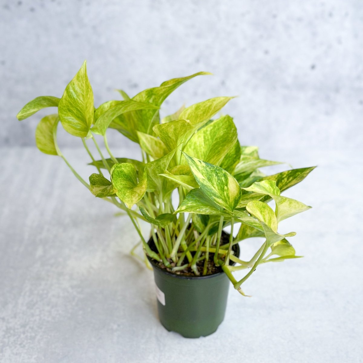  Epipremnum Aureum 'Neon Queen' Pothos