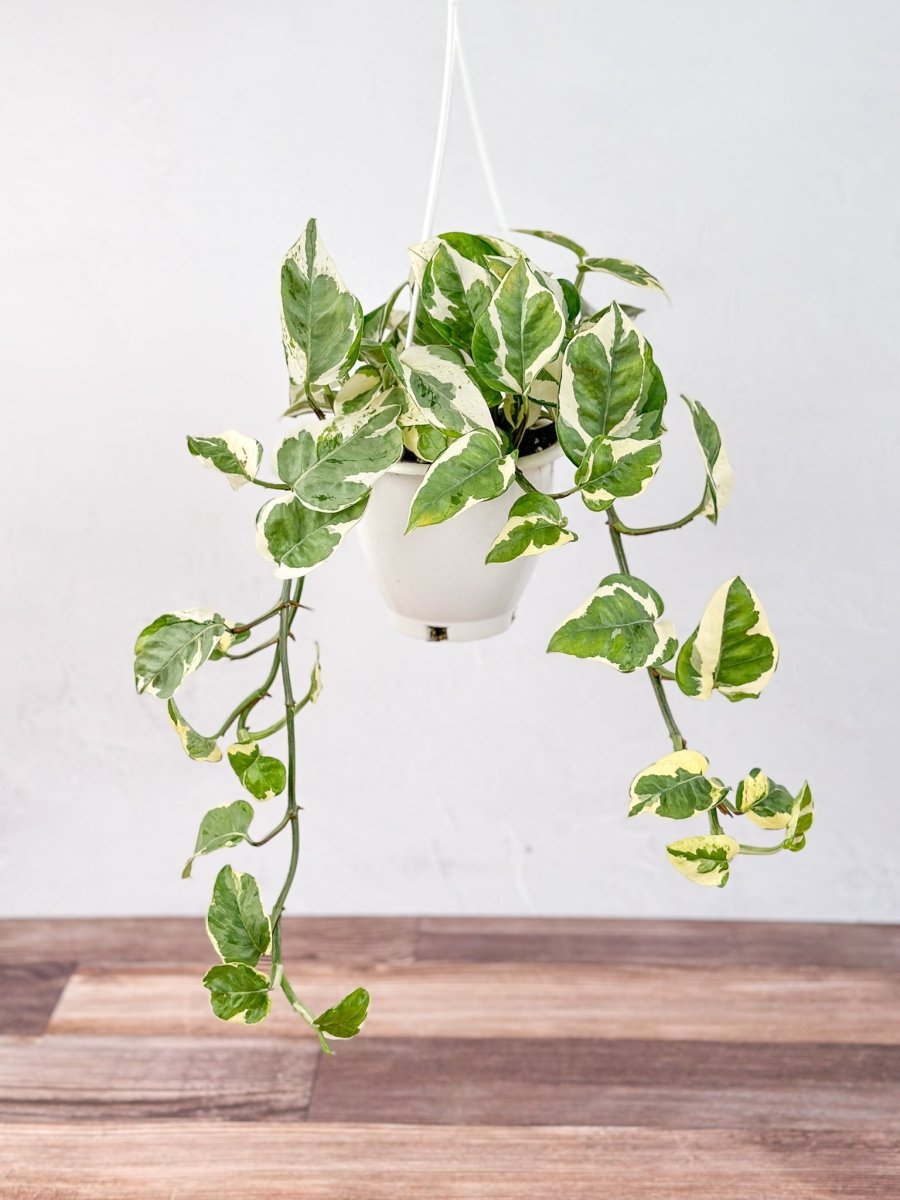  Epipremnum Aureum 'Pearls And Jade' Pothos Hanging Basket