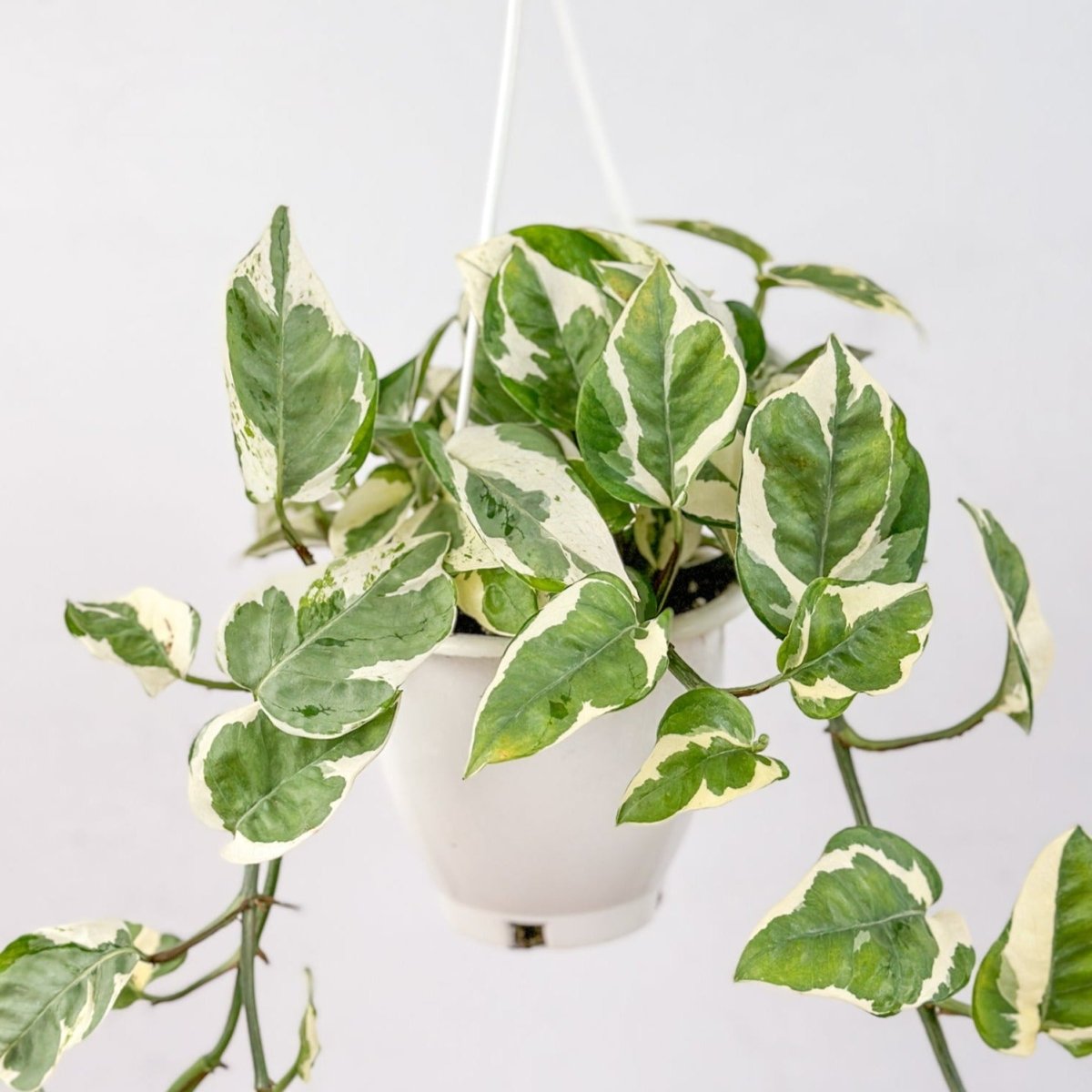  Epipremnum Aureum 'Pearls And Jade' Pothos Hanging Basket