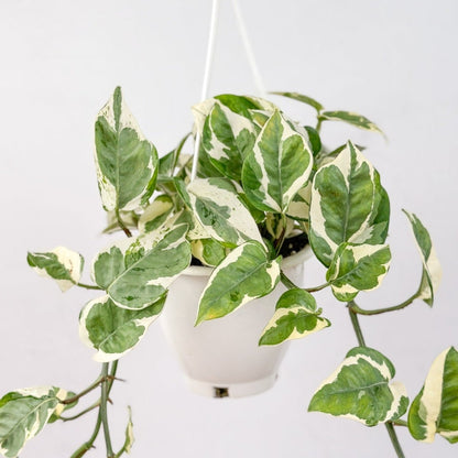  Epipremnum Aureum 'Pearls And Jade' Pothos Hanging Basket