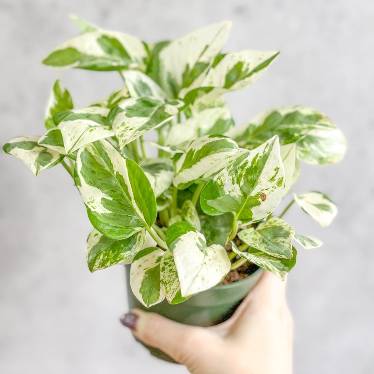  Epipremnum Aureum 'Pearls And Jade' Pothos