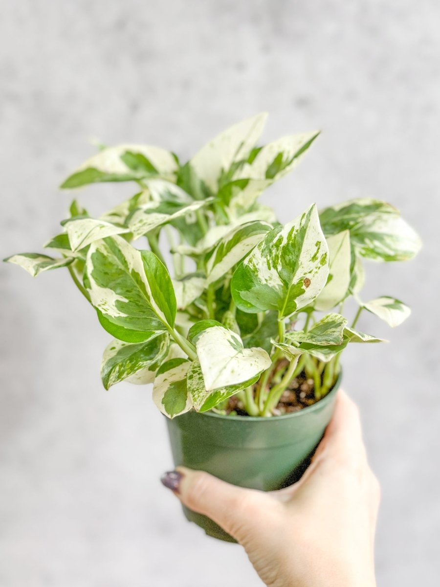  Epipremnum Aureum 'Pearls And Jade' Pothos
